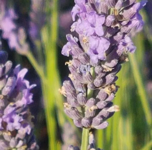 La Provence Vous Attend - 2ème étage Appartamento