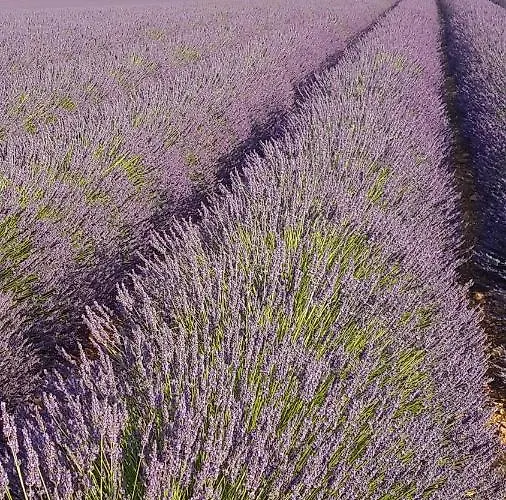 La Provence Vous Attend - 2ème étage Appartamento